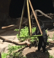fall lol GIF by San Diego Zoo