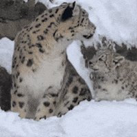 Snow Leopard Love GIF by John Ball Zoo