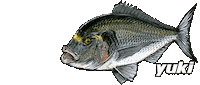 Fish Surfcasting Sticker by Yuki Competition