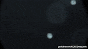 marine life wildlife GIF by KQEDScience