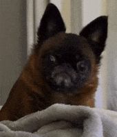 Dog Waiting GIF