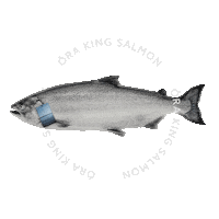 Orakingsalmon Sticker by Ora King