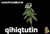 Inuvialuit GIF by Tusaayaksat Magazine