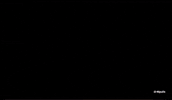 Bird Cockatiel GIF