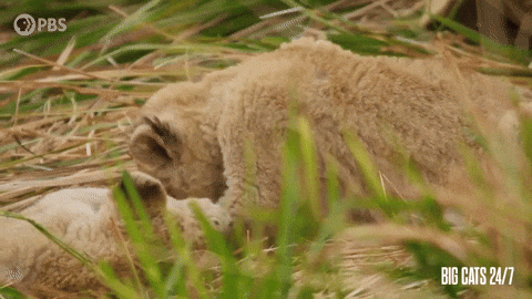 Come Here Season 2 GIF by PBS