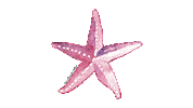 omelhordoarraial summer beach ocean sea Sticker