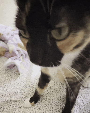 angry bro grumpy irritated puddles GIF