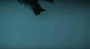 phantom der nacht vampyre GIF