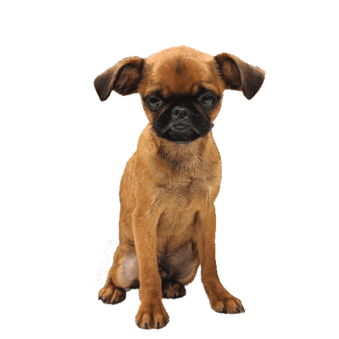 Talking Brussels Griffon Sticker by MISO PUP