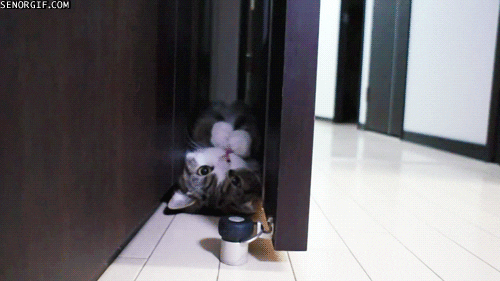 cat door GIF by Cheezburger