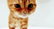 kitten GIF