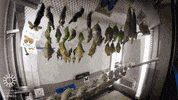 surprise wow GIF by California Academy of Sciences