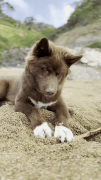 Red Husky GIF
