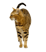 Cat Bengalcat Sticker by Kitty Fuchs