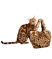 Bengal Cat Shopping Sticker by Kitty Fuchs