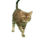 Bengal Cat Sticker by Kitty Fuchs