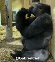 Thinking Monkey GIF