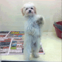 meee adopt GIF