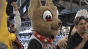 epchihuahuas baseball chihuahua mascots chico GIF