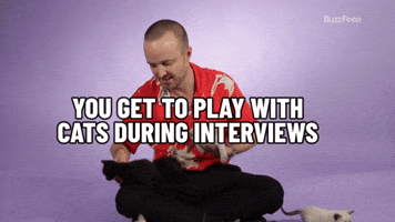 Play With Cats