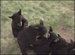 bear GIF