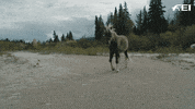 Horse Pony GIF by FEI Global