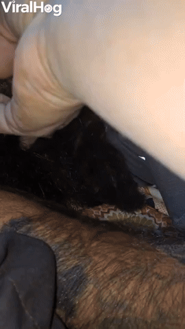 Cayuga Duckling Gets Cozy in Mans Beard