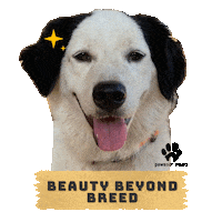 Dog Adopt Sticker by Pawssion Project Foundation Inc.