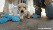 dog puppy GIF by IFC FIlms