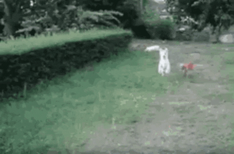 MegaGifs giphyupload fun dog animals GIF