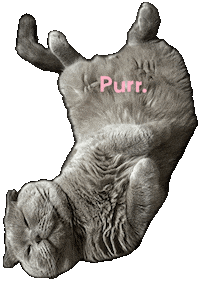 Cat Sticker