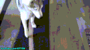 youtube no GIF