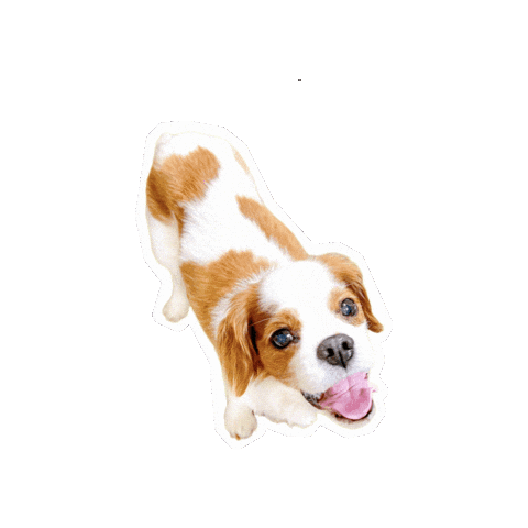 Cavalierkingcharlesspaniel Sticker