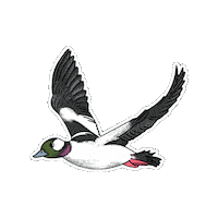 Bird Duck Sticker by Parks Conservancy