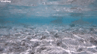Sharks Swim in Shallow Water