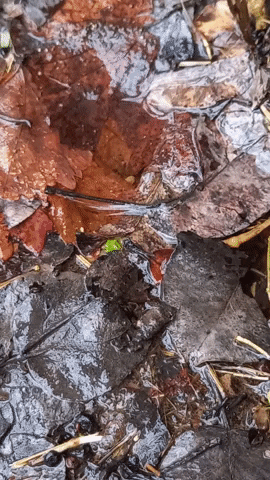 Simongip giphyupload GIF