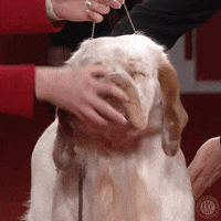 Hungry Best In Show GIF by American Kennel Club