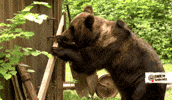 Tiere Bis Unters Dach Bear GIF by SWR Kindernetz