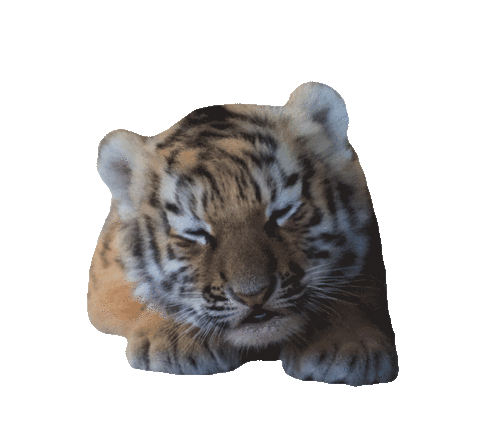 Baby Tiger Sticker by Beekse Bergen