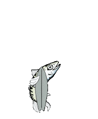 EauLarge fish surf eau large Sticker
