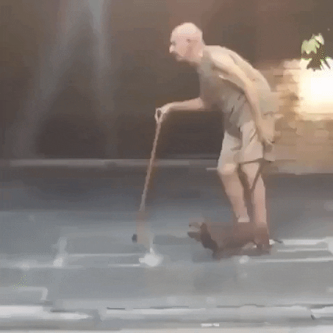 cuteanimalland giphyupload GIF