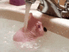 bath rat GIF