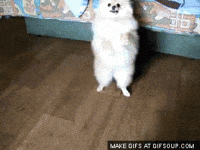 doggie GIF