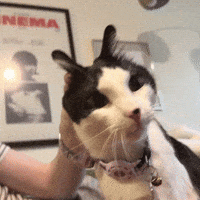 Tuxedo Cat GIF