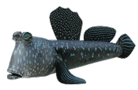 3D Fish Sticker by MeshMinds