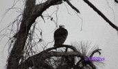 s2020yo crazy mad bird annoyed GIF