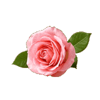 Rose Sticker by orlenunipetrol