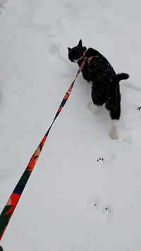 Cat Explores Deep Snow After Winter Storm in Maryland