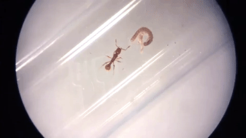 ants tyrannomyrmex rex GIF by Mashable