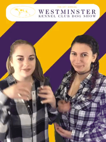 wkcdogshow GIF by Westminster Kennel Club